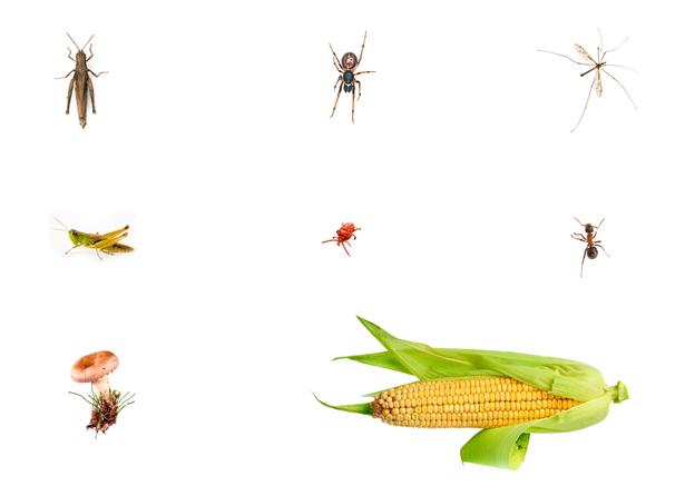 Organisms found in and Iowa cornfield: an ant, one mushroom, a cobweb spider, a half eaten crane fly, a red mite and some grasshoppers. Organisms found in and Iowa cornfield: an ant, one mushroom, a cobweb spider, a half eaten crane fly, a red mite and some grasshoppers.